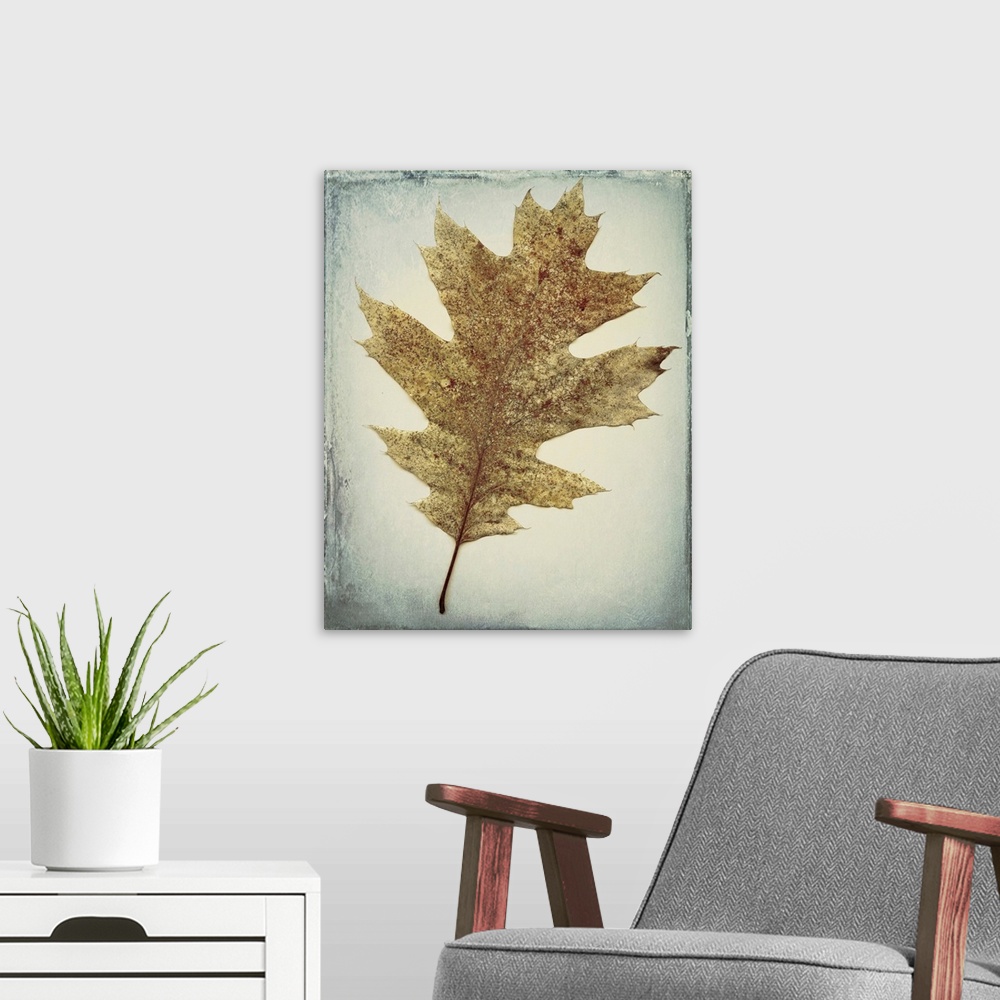 A modern room featuring USA, Washington, Seabeck. Oak leaf close-up.