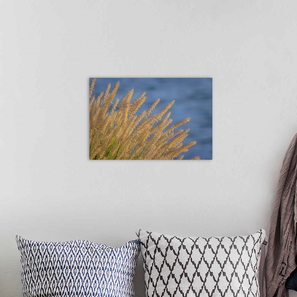 A bohemian room featuring USA, Washington, Seabeck. Ornamental grasses and background water.