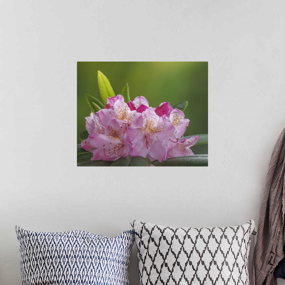 A bohemian room featuring USA, Washington, Seabeck. Pacific Rhododendron flowers close-up.
