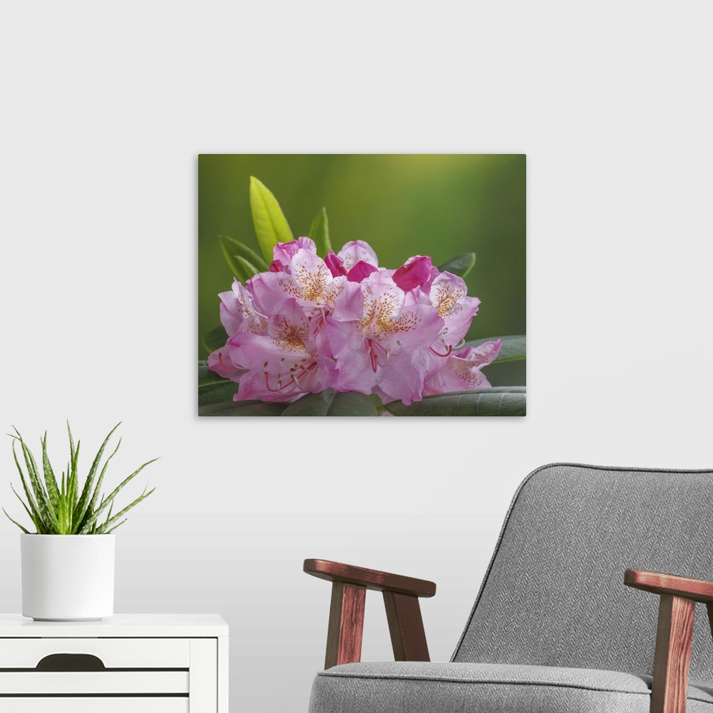 A modern room featuring USA, Washington, Seabeck. Pacific Rhododendron flowers close-up.