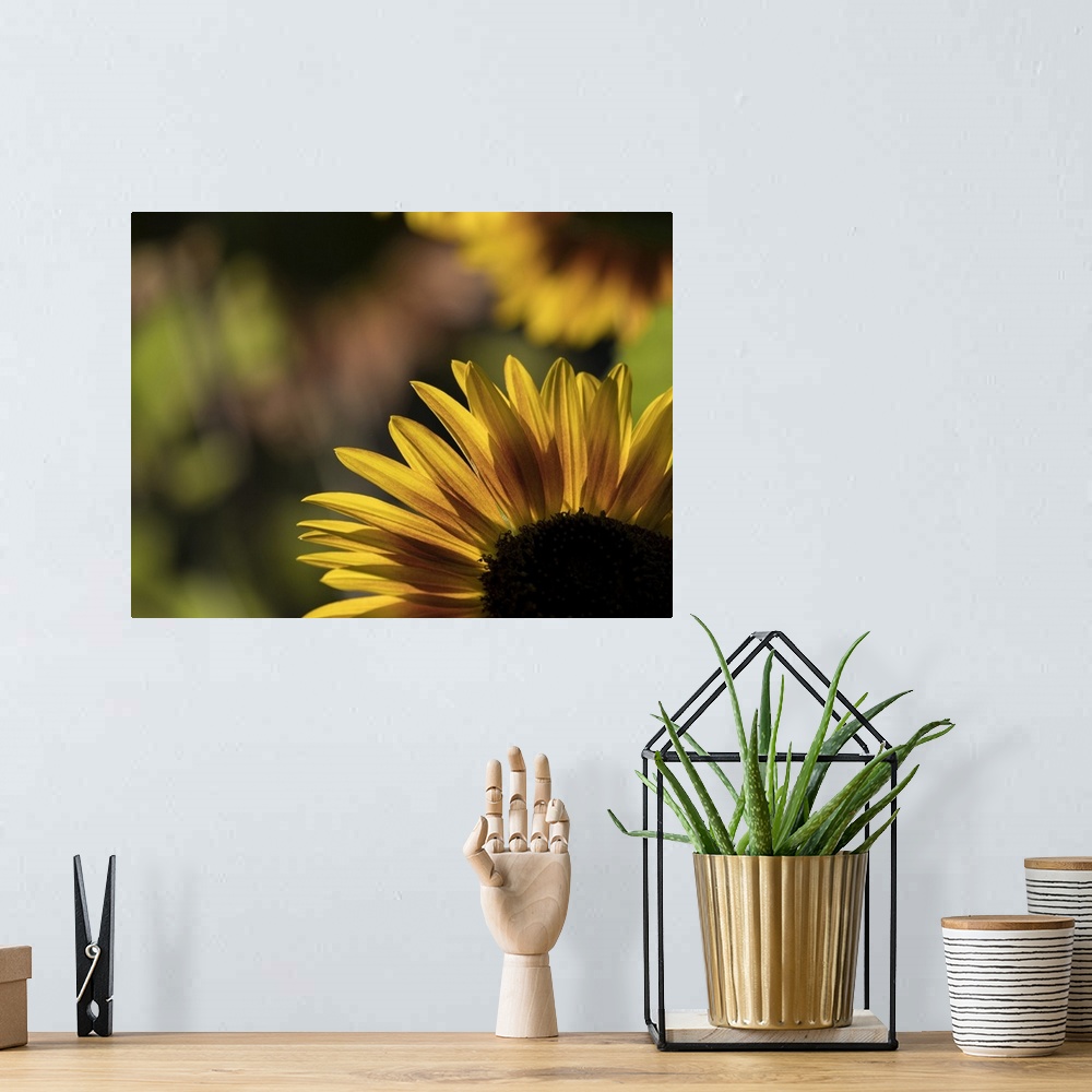 A bohemian room featuring Usa, Washington State, Bellevue. Backlit common sunflower.