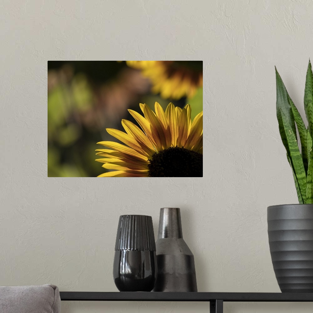 A modern room featuring Usa, Washington State, Bellevue. Backlit common sunflower.