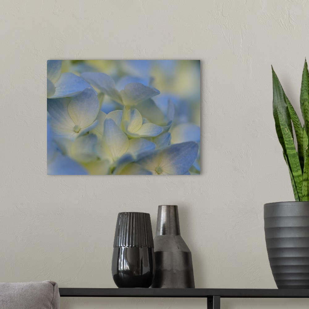 A modern room featuring Usa, Washington State, Bellevue. Blue and white Bigleaf hydrangea flower.