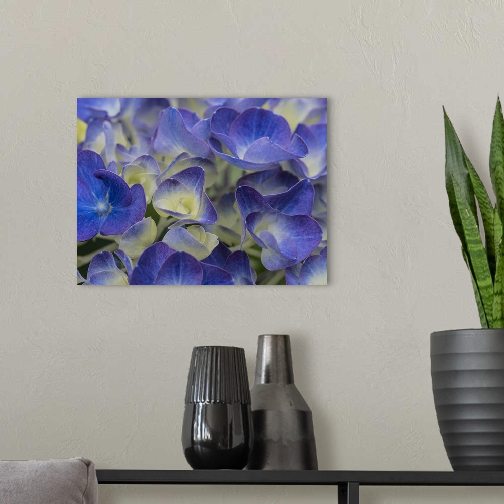 A modern room featuring Usa, Washington State, Bellevue. Blue and white Bigleaf hydrangea flower.