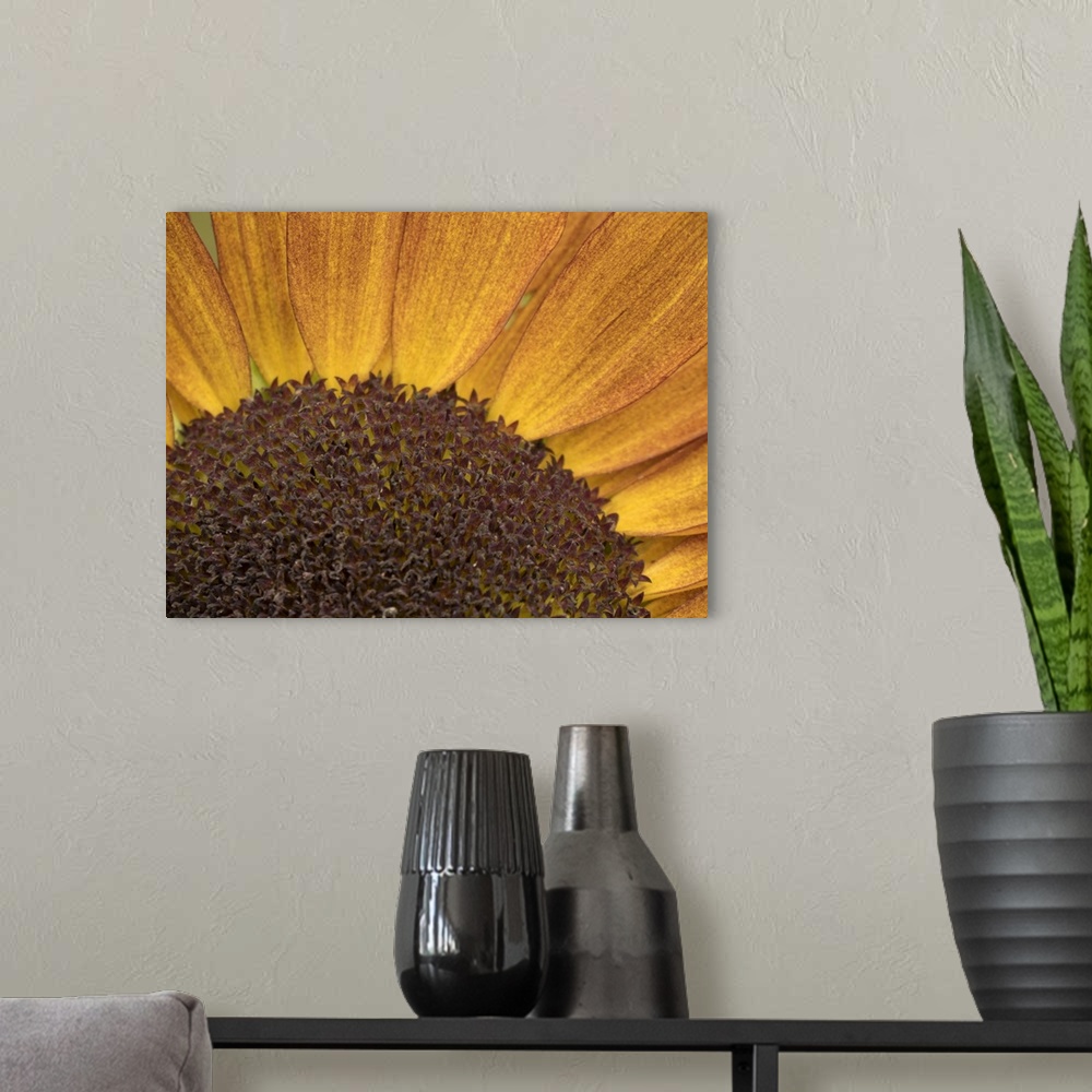 A modern room featuring Usa, Washington State, Bellevue. Common sunflower close-up.