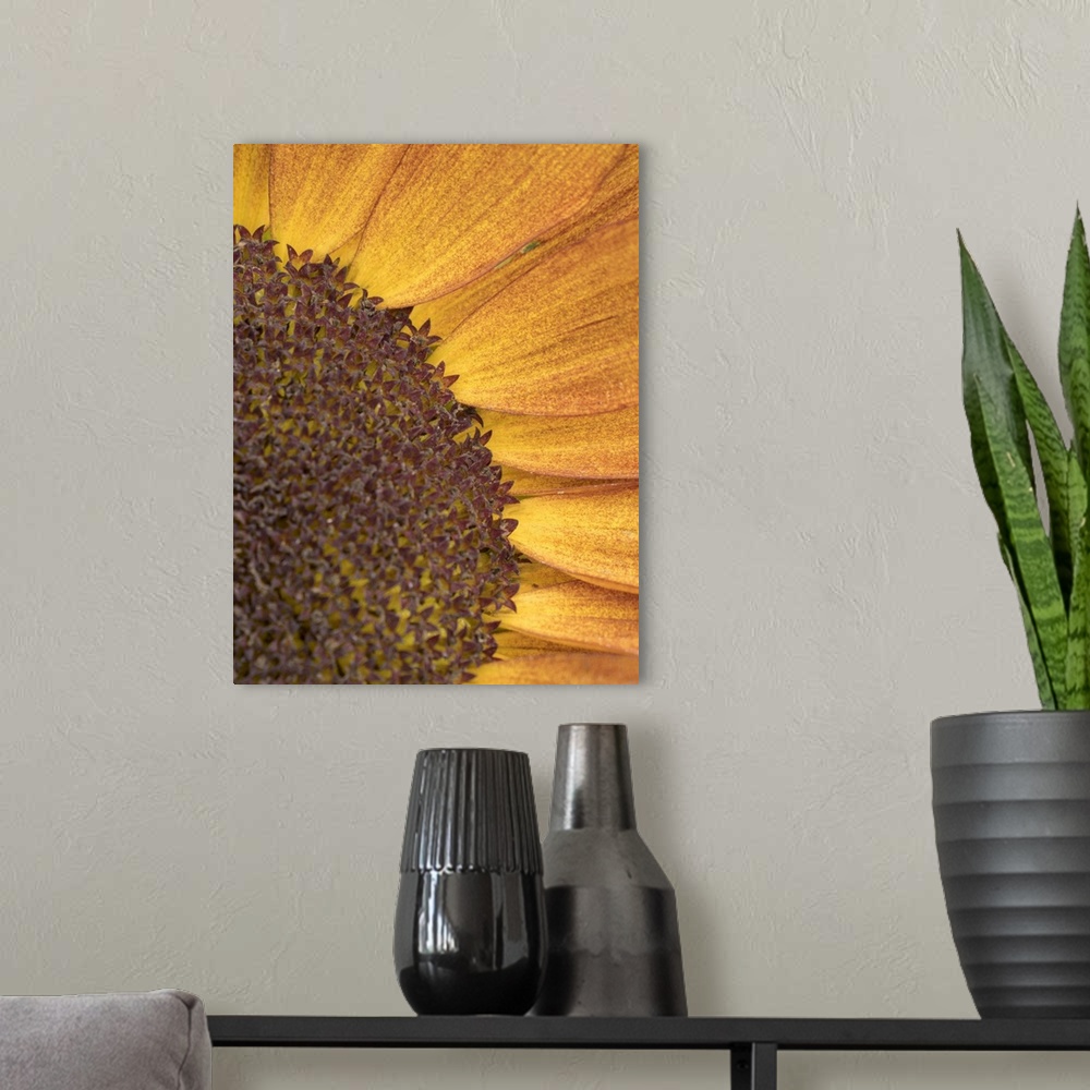 A modern room featuring Usa, Washington State, Bellevue. Common sunflower close-up.
