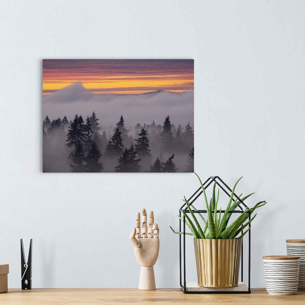 A bohemian room featuring Usa, Washington State, Bellevue. Douglas Fir trees in swirling clouds at sunset.
