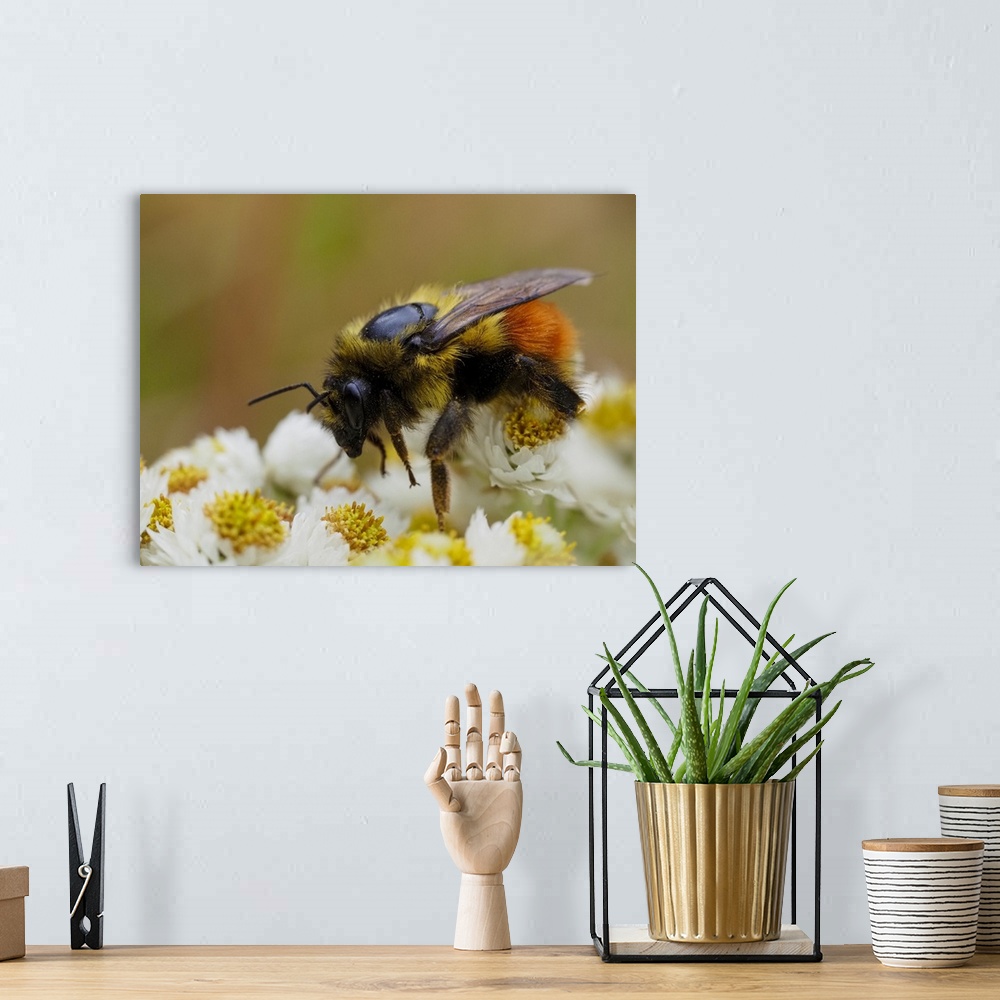 A bohemian room featuring Usa, Washington State, Bellevue. Honeybee covered with pollen on Pearly everlasting.