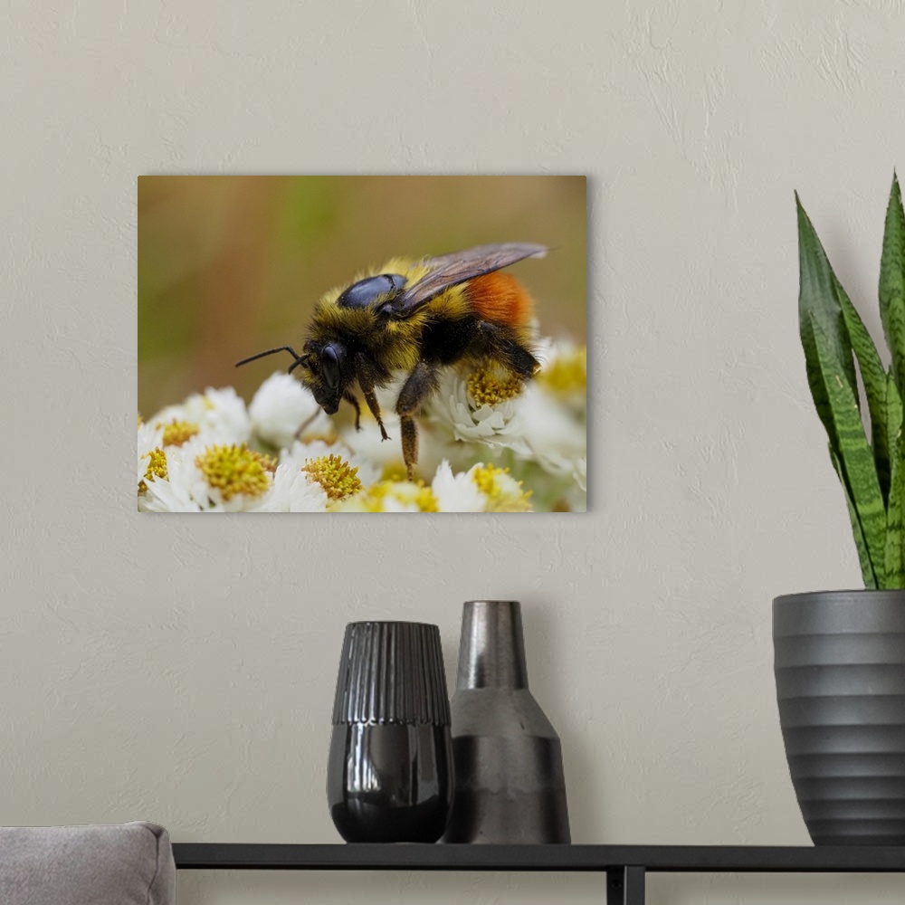 A modern room featuring Usa, Washington State, Bellevue. Honeybee covered with pollen on Pearly everlasting.