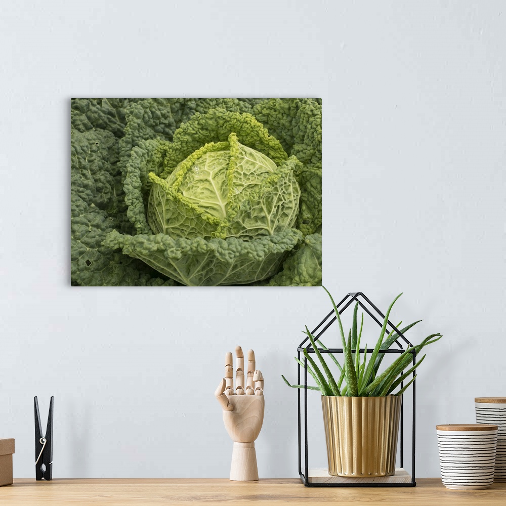 A bohemian room featuring Usa, Washington State, Carnation. Cabbage.