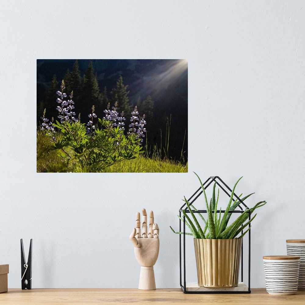 A bohemian room featuring Usa, Washington State. Crystal Mountain, backlit Broadleaf lupine in meadow.