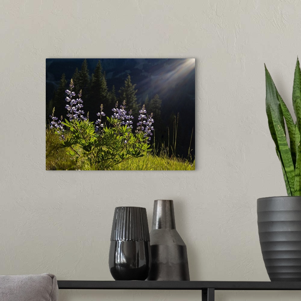 A modern room featuring Usa, Washington State. Crystal Mountain, backlit Broadleaf lupine in meadow.