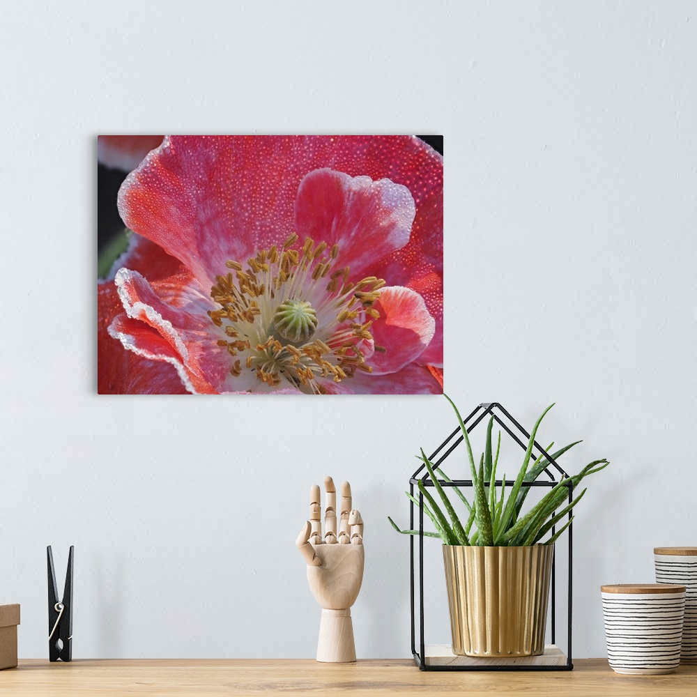 A bohemian room featuring Usa, Washington State, Duvall. Red and white common poppy close-up.