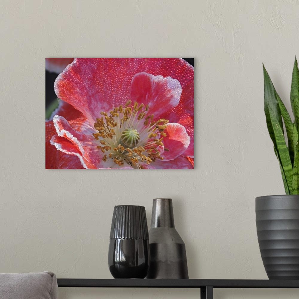 A modern room featuring Usa, Washington State, Duvall. Red and white common poppy close-up.