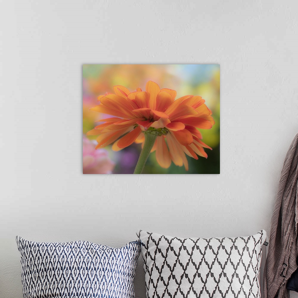 A bohemian room featuring USA, Washington State, Pacific Northwest, Sammamish close-up of State Fair Zinnia. United States,...