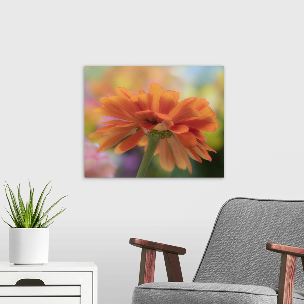 A modern room featuring USA, Washington State, Pacific Northwest, Sammamish close-up of State Fair Zinnia. United States,...