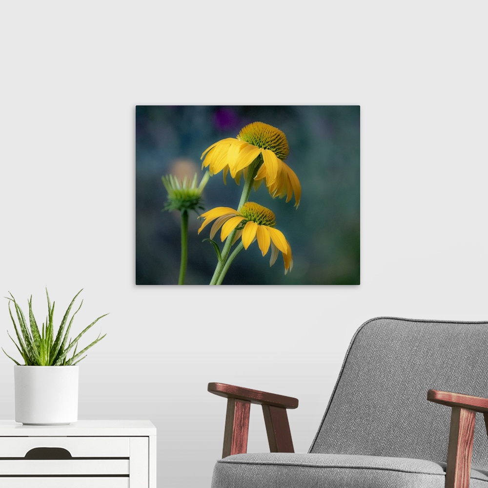 A modern room featuring USA, Washington State, Pacific Northwest, Sammamish yellow cone flower. United States, Washington...