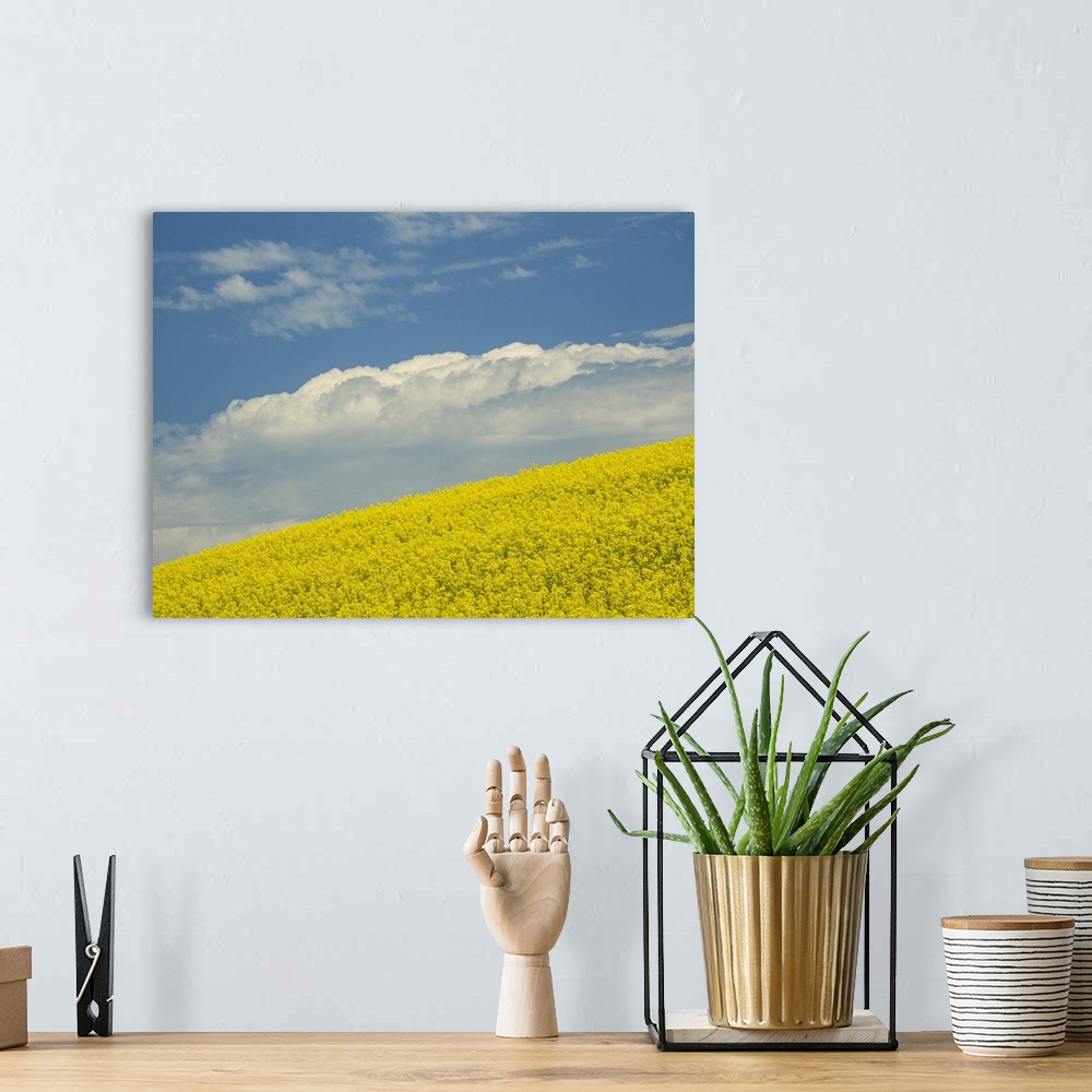 A bohemian room featuring Usa, Washington State, Palouse. Canola fields under blue sky with puffy clouds.