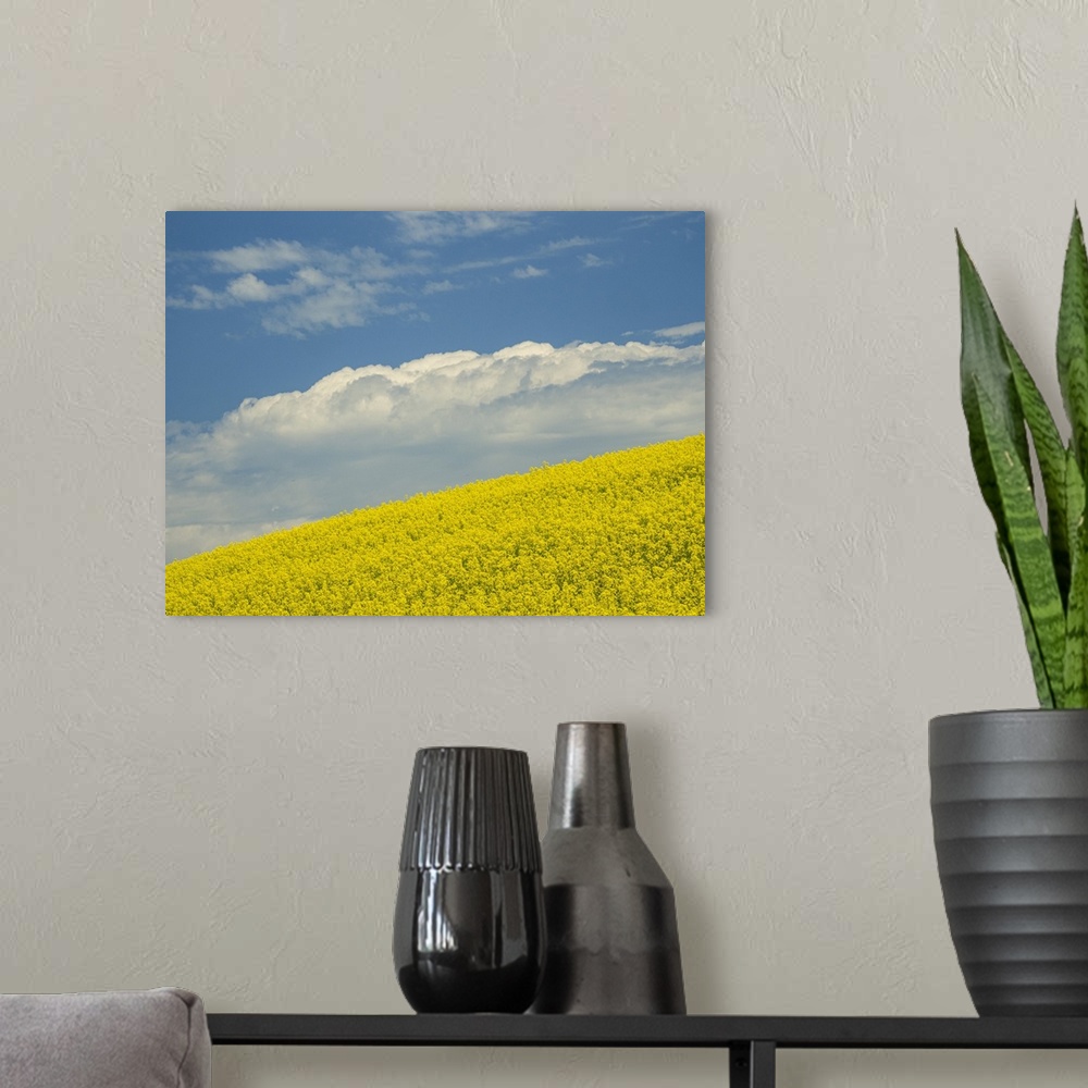 A modern room featuring Usa, Washington State, Palouse. Canola fields under blue sky with puffy clouds.