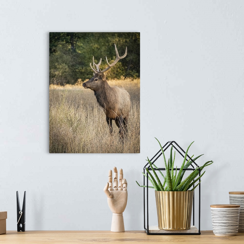 A bohemian room featuring Usa, Washington State, Roslyn. Bull Roosevelt Elk in grass.