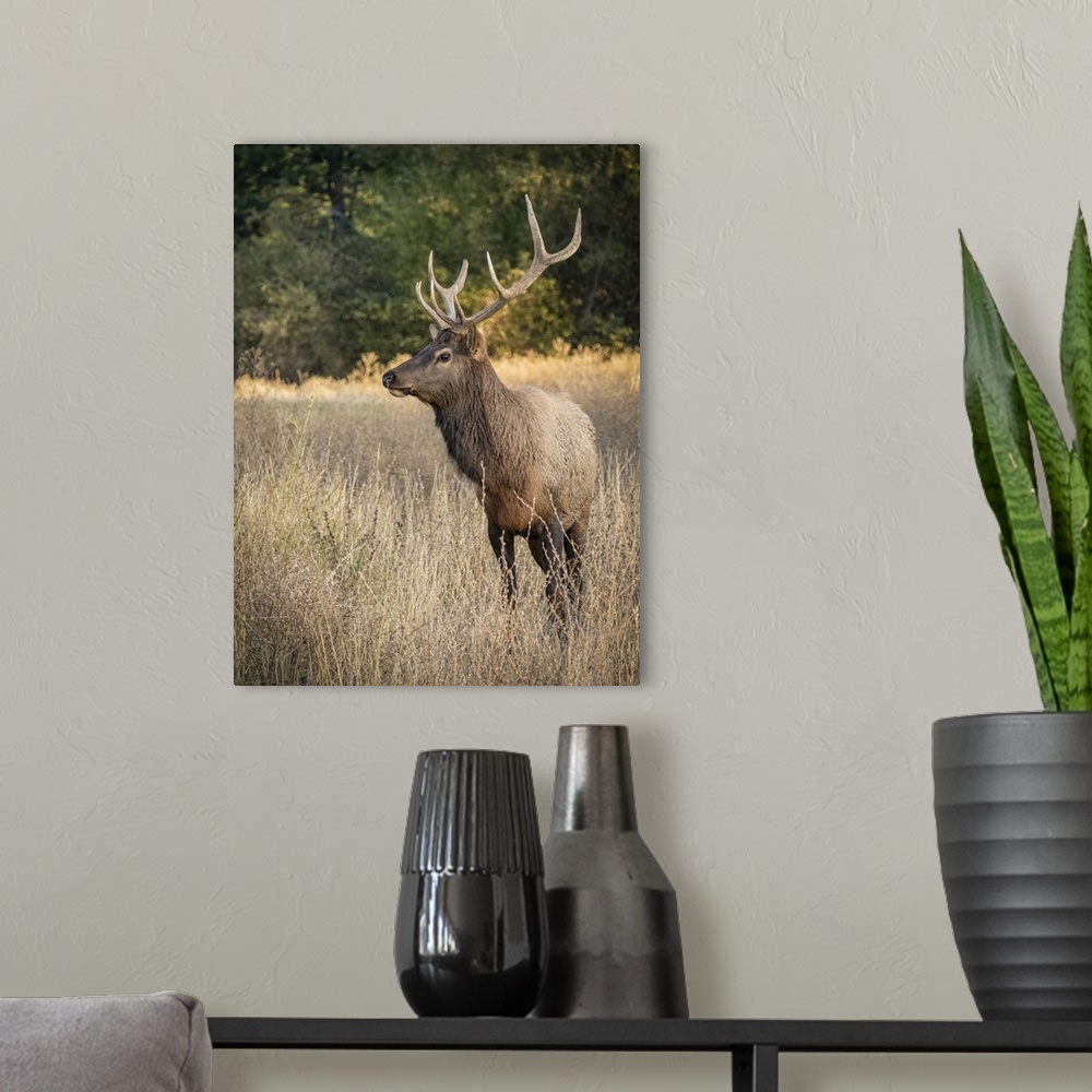 A modern room featuring Usa, Washington State, Roslyn. Bull Roosevelt Elk in grass.