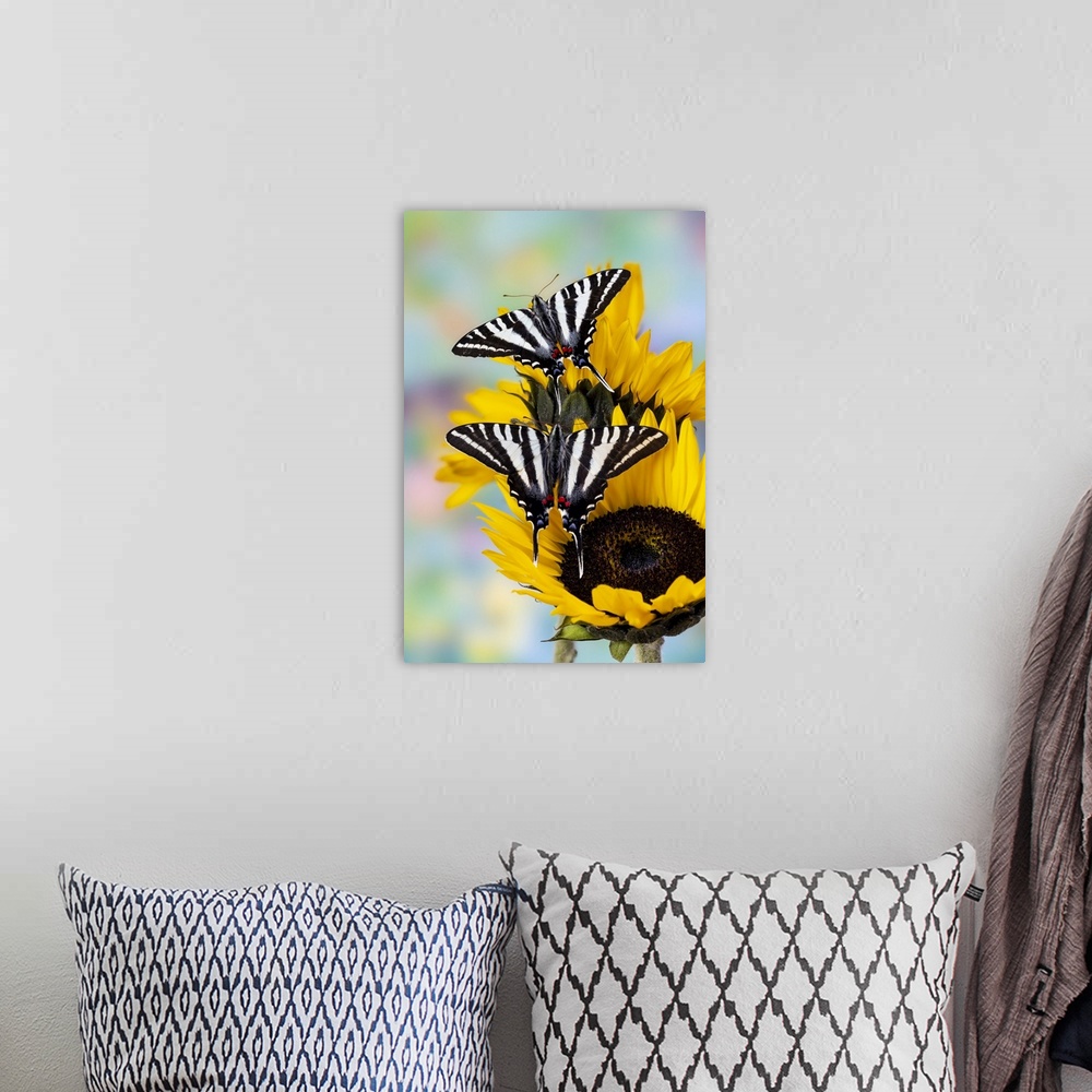 A bohemian room featuring USA, Washington State, Sammamish, Zebra Swallowtail Butterfly On Sunflower