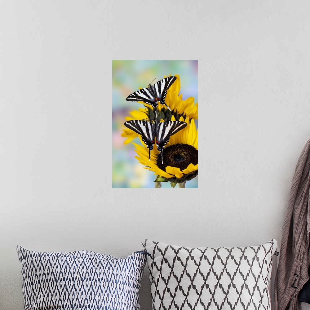 A bohemian room featuring USA, Washington State, Sammamish, Zebra Swallowtail Butterfly On Sunflower