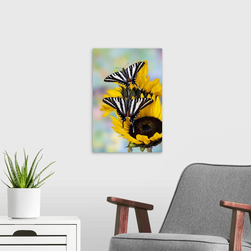 A modern room featuring USA, Washington State, Sammamish, Zebra Swallowtail Butterfly On Sunflower