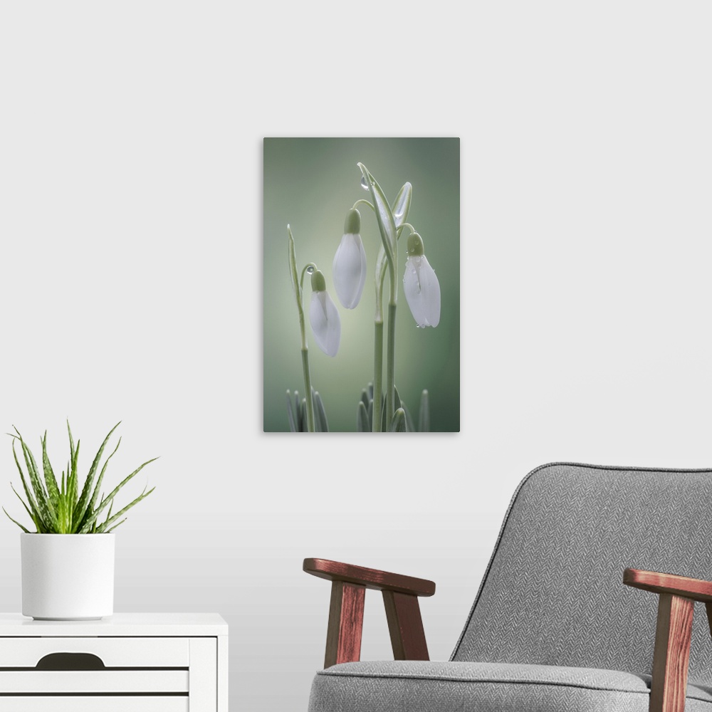 A modern room featuring USA, Washington State, Seabeck, Buds Of Snowdrop Flowers