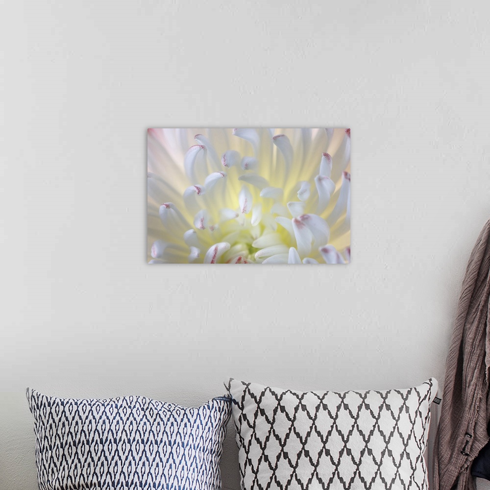 A bohemian room featuring USA, Washington State, Seabeck, Chrysanthemum Blossom Close-Up