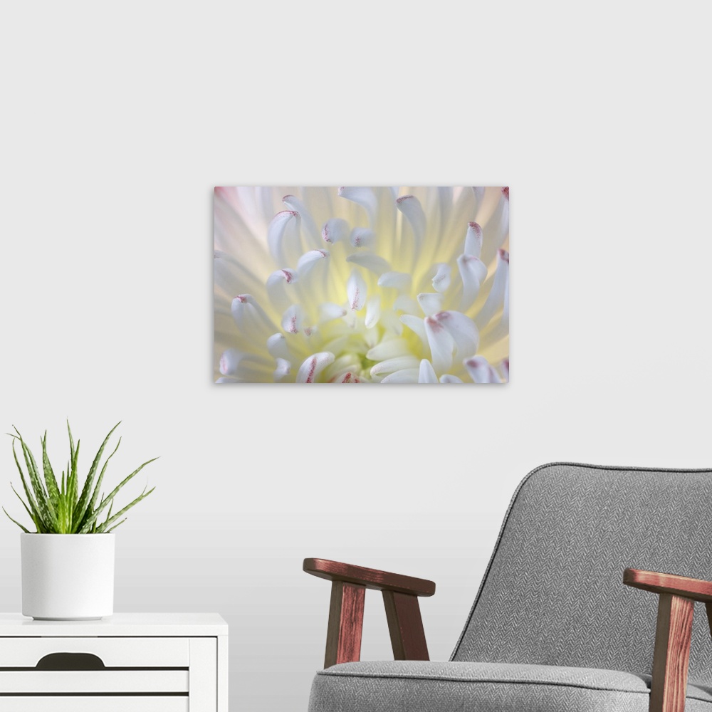 A modern room featuring USA, Washington State, Seabeck, Chrysanthemum Blossom Close-Up