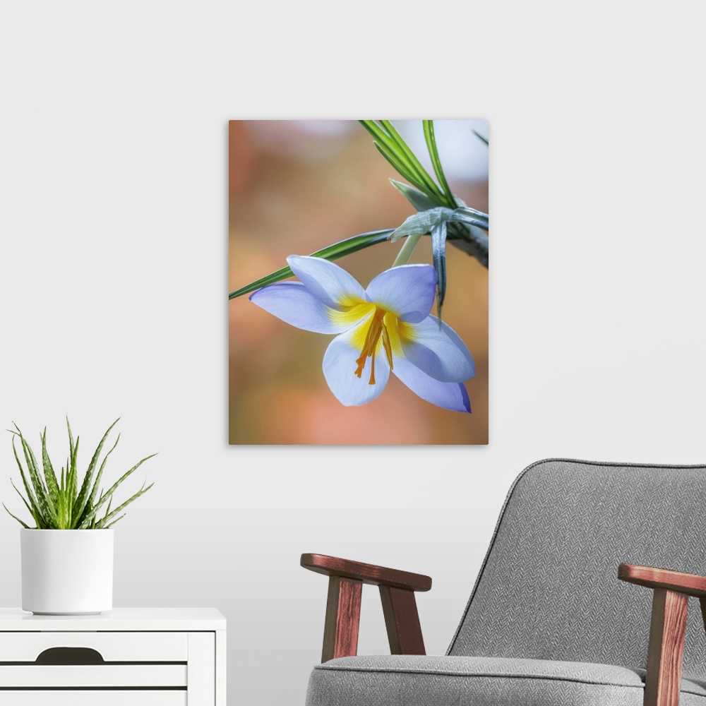 A modern room featuring USA, Washington State, Seabeck, Crocus Blossom In Spring