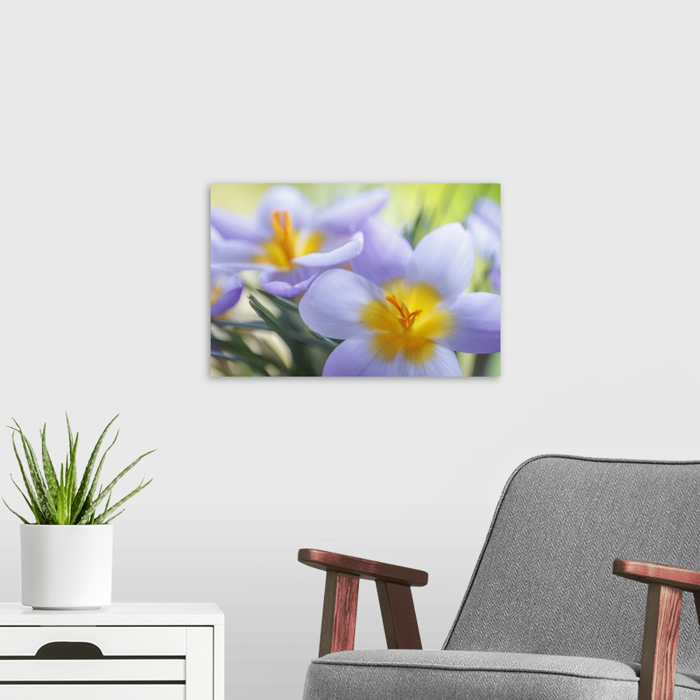 A modern room featuring USA, Washington State, Seabeck, Crocus Blossoms In Spring