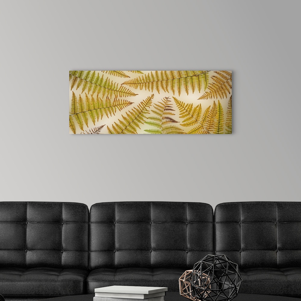 A modern room featuring USA, Washington State, Seabeck. Panoramic of bracken fern pattern. United States, Washington State.