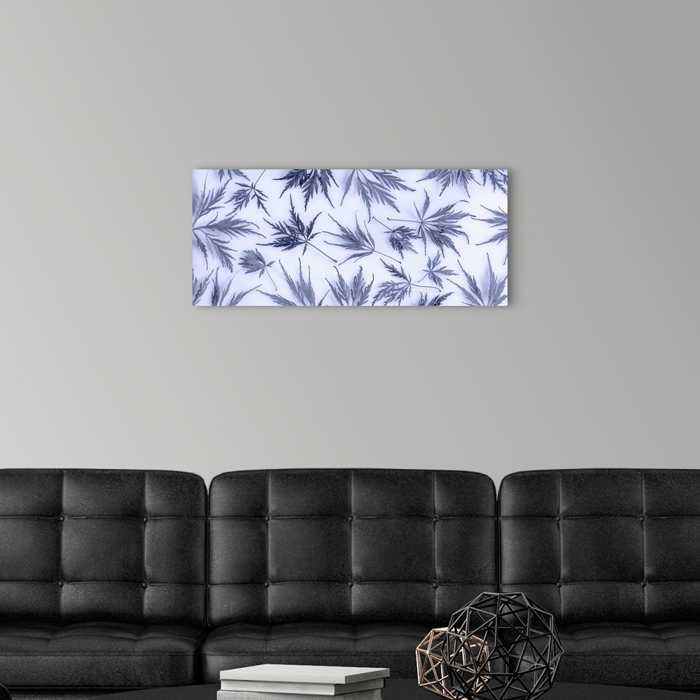 A modern room featuring USA, Washington state, Seabeck. Panoramic of lace leaf maple leaves.