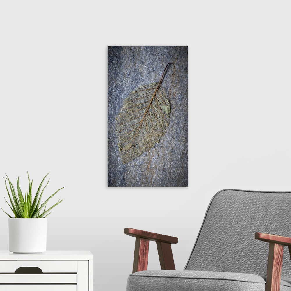 A modern room featuring USA, Washington State, Seabeck. Skeletonized alder leaf on rock. United States, Washington State.