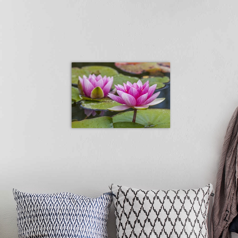 A bohemian room featuring USA, Washington state, Seattle, woodland park garden with waterlilies blooming.