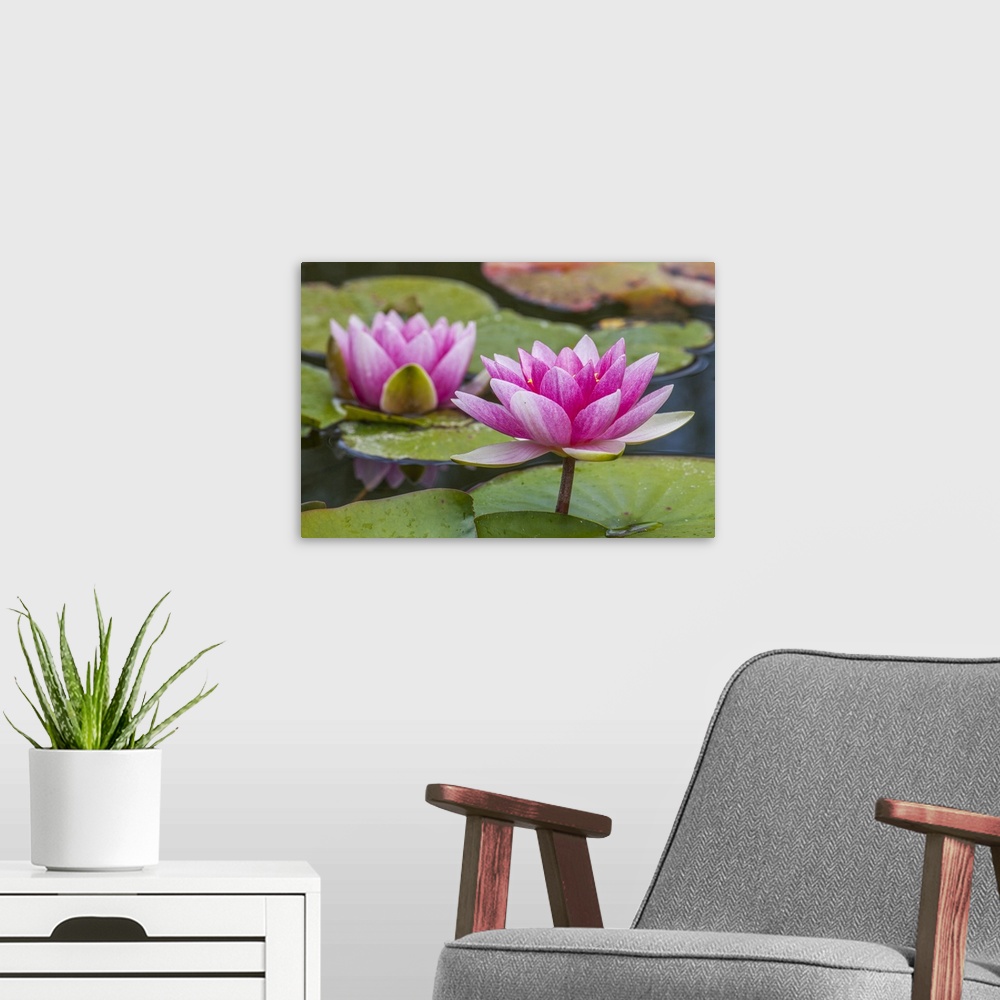 A modern room featuring USA, Washington state, Seattle, woodland park garden with waterlilies blooming.