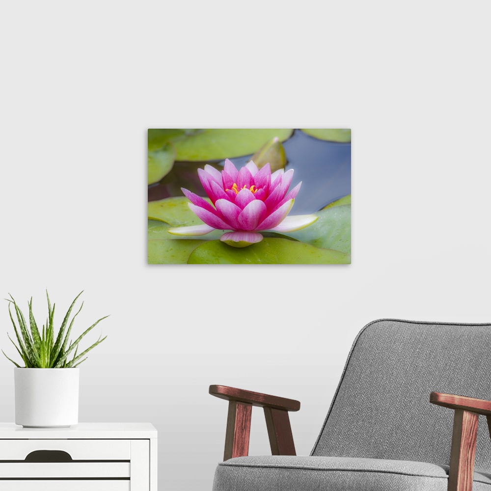 A modern room featuring USA, Washington state, Seattle, woodland park garden with waterlilies blooming.