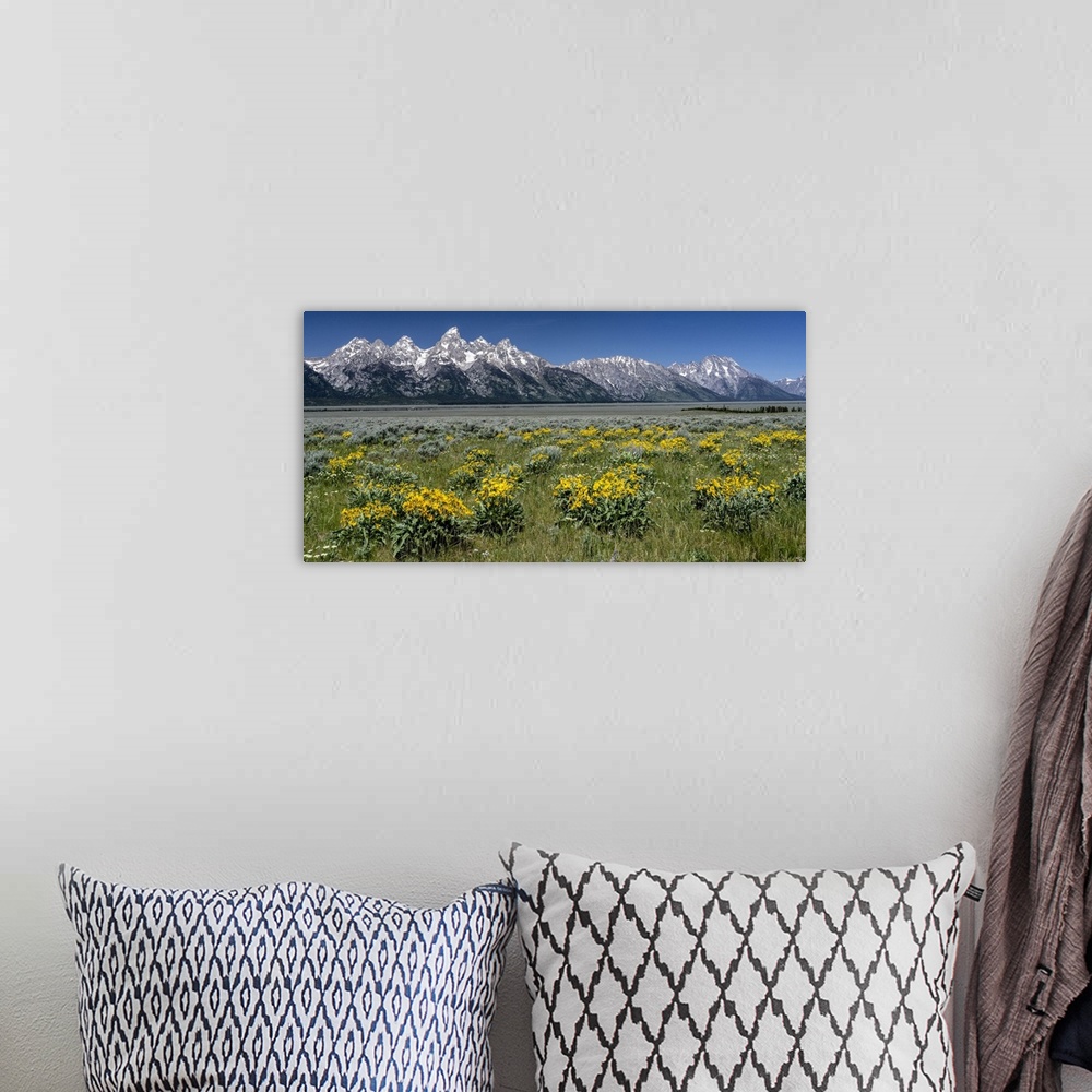 A bohemian room featuring USA, Wyoming. Grand Teton Range and Arrowleaf Balsamroot wildflowers, Grand Teton National Park.