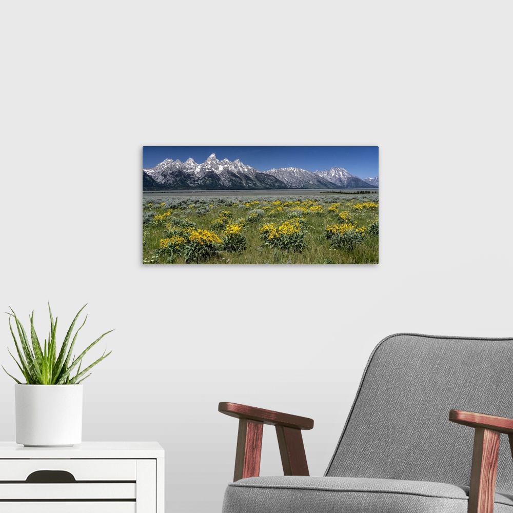 A modern room featuring USA, Wyoming. Grand Teton Range and Arrowleaf Balsamroot wildflowers, Grand Teton National Park.