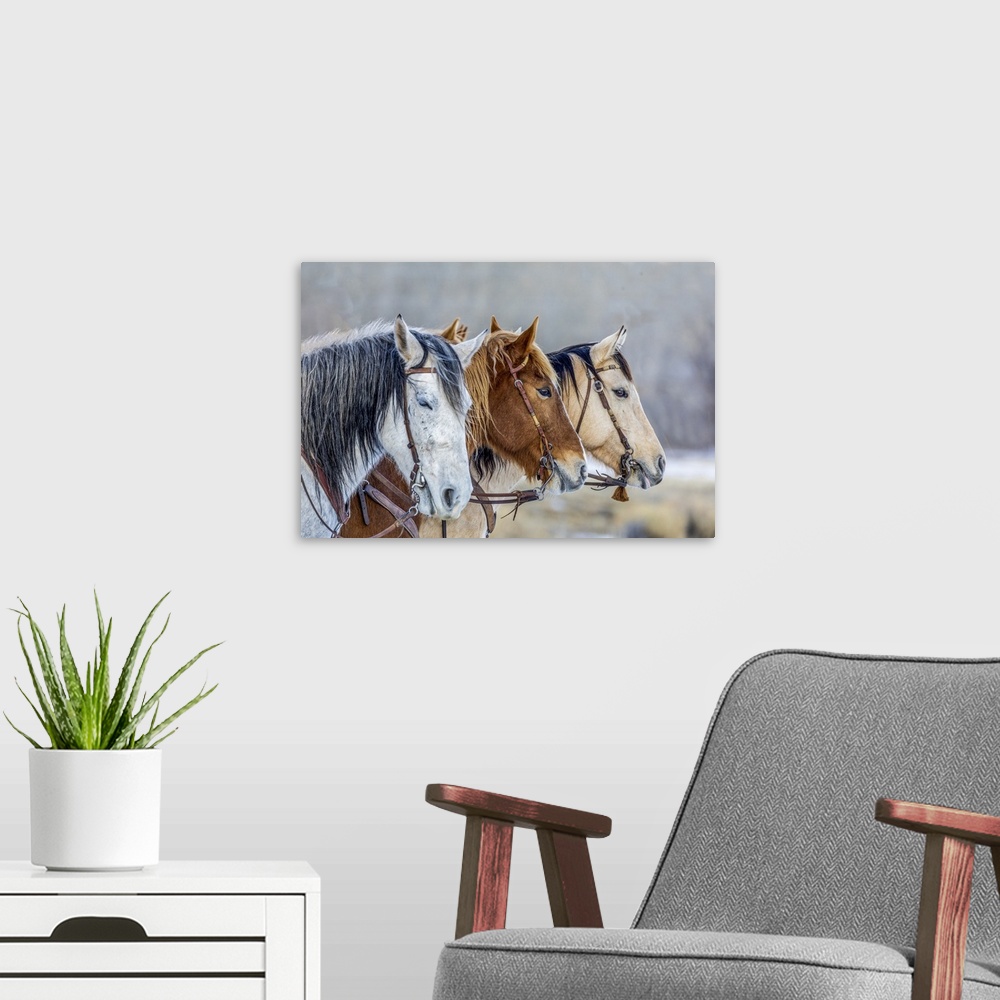 A modern room featuring USA, Wyoming, Hideout Horse Ranch, Horses In A Row