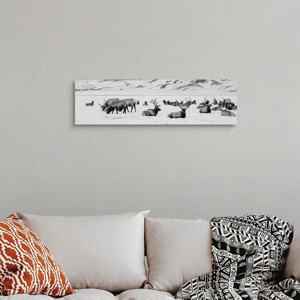 A bohemian room featuring USA, Wyoming, Tetons National Park, National Elk Refuge. Large elk herd in winter. United States,...