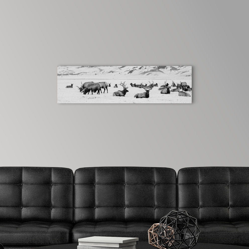 A modern room featuring USA, Wyoming, Tetons National Park, National Elk Refuge. Large elk herd in winter. United States,...