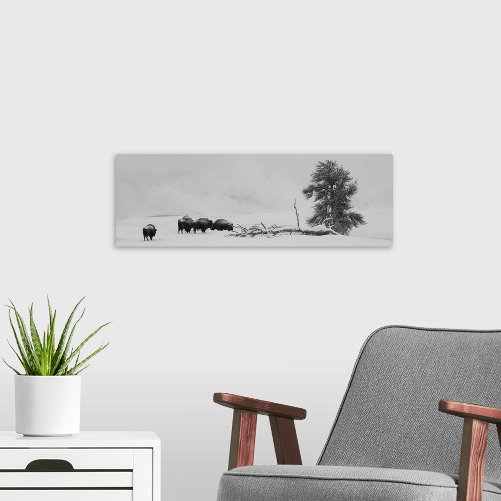 A modern room featuring USA, Wyoming, Yellowstone National Park. Bison herd in snow. United States, Wyoming.
