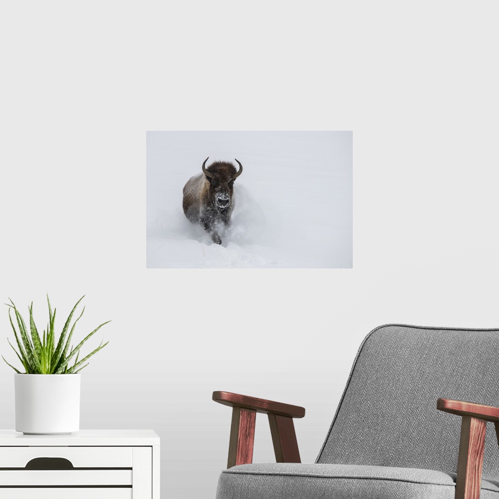 A modern room featuring USA, Wyoming, Yellowstone National Park. Lone bull bison running in deep snow. United States, Wyo...