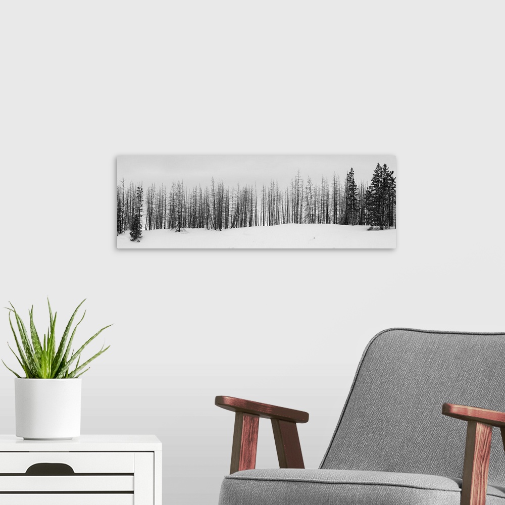 A modern room featuring USA, Wyoming, Yellowstone National Park. Winter line of trees. United States, Wyoming.
