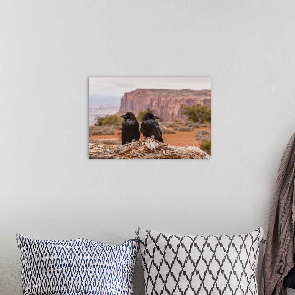 A bohemian room featuring USA, Utah, Canyonlands National Park. Pair of ravens on log.