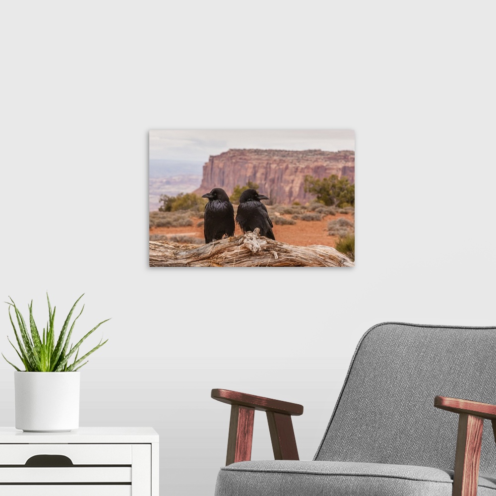 A modern room featuring USA, Utah, Canyonlands National Park. Pair of ravens on log.