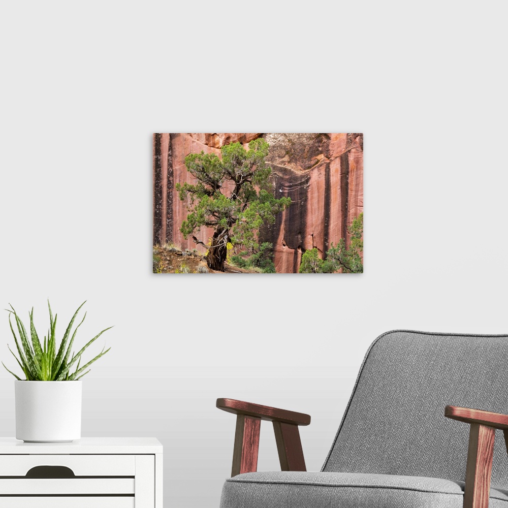 A modern room featuring USA, Utah, Capitol Reef National Park. Juniper tree and a cliff streaked with desert varnish.